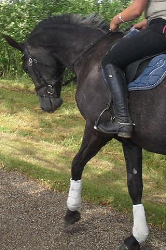 Anden særlig race Bailey billede 8