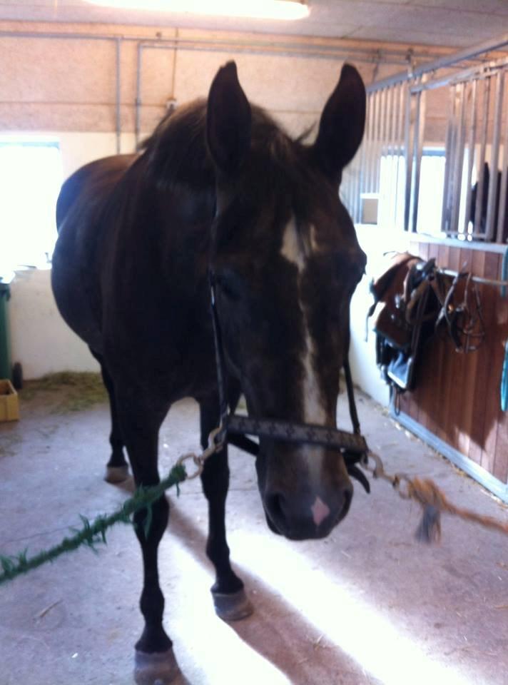 Anden særlig race Bailey billede 10