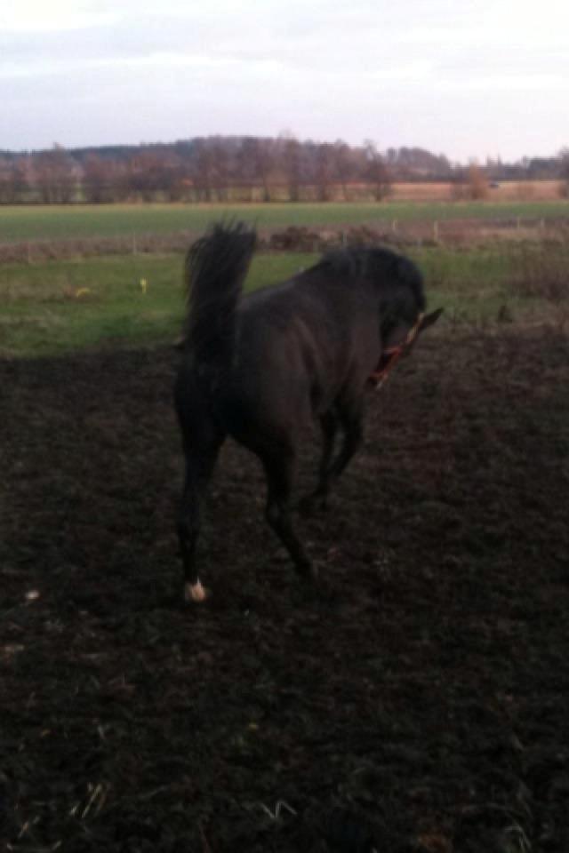 Anden særlig race Bailey billede 11