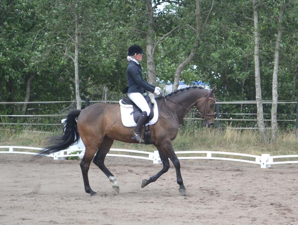 Dansk Varmblod Cocktail billede 9