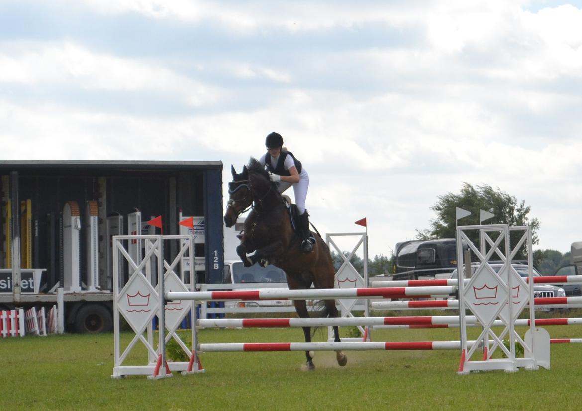 Dansk Varmblod Cocktail - Spring til jysk rideuge i Silkeborg 2013 billede 12