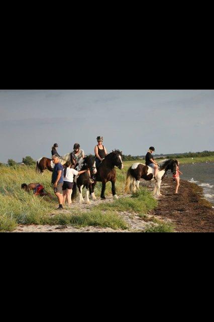 Anden særlig race Herkules - Damsbo strand 09.08.13 billede 15