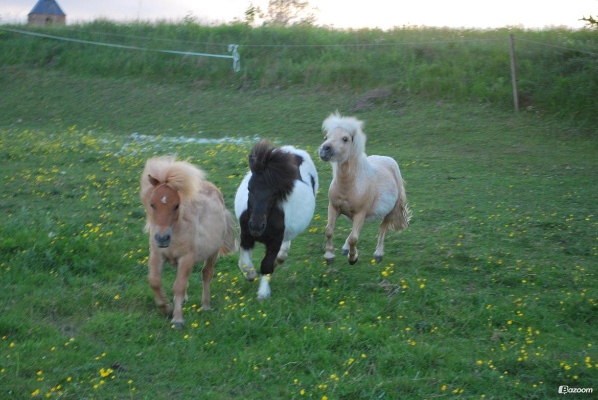 Shetlænder Dalbo´s Milton - Mille manden <3 - Forår/sommer 2013 billede 27