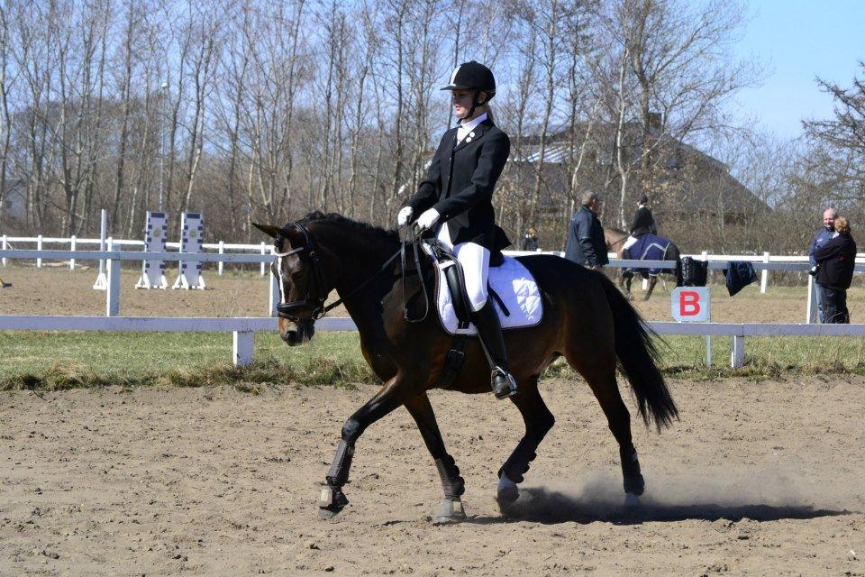 Anden særlig race Bruno Bjørn - april 2013
 billede 4