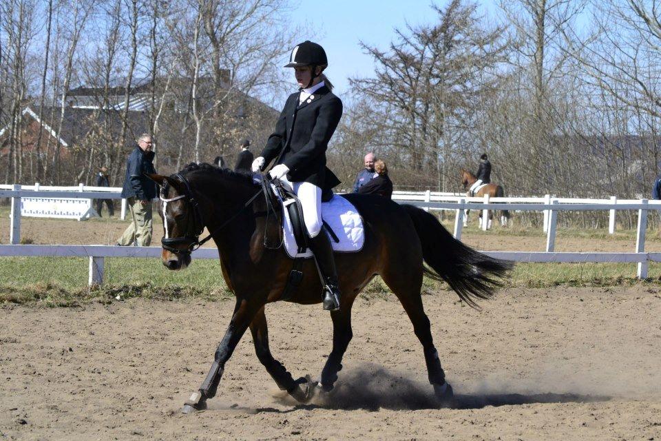 Anden særlig race Bruno Bjørn - april 2013 billede 3