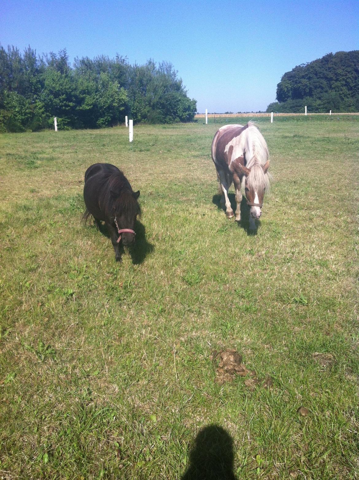 Shetlænder Mille  billede 11