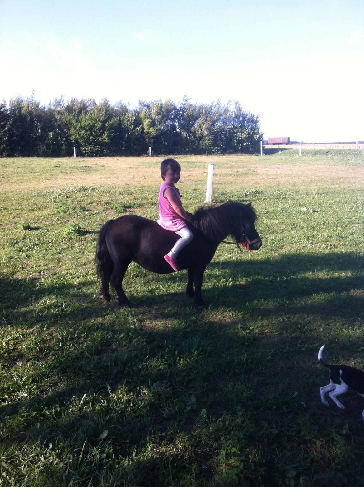 Shetlænder Mille  billede 14