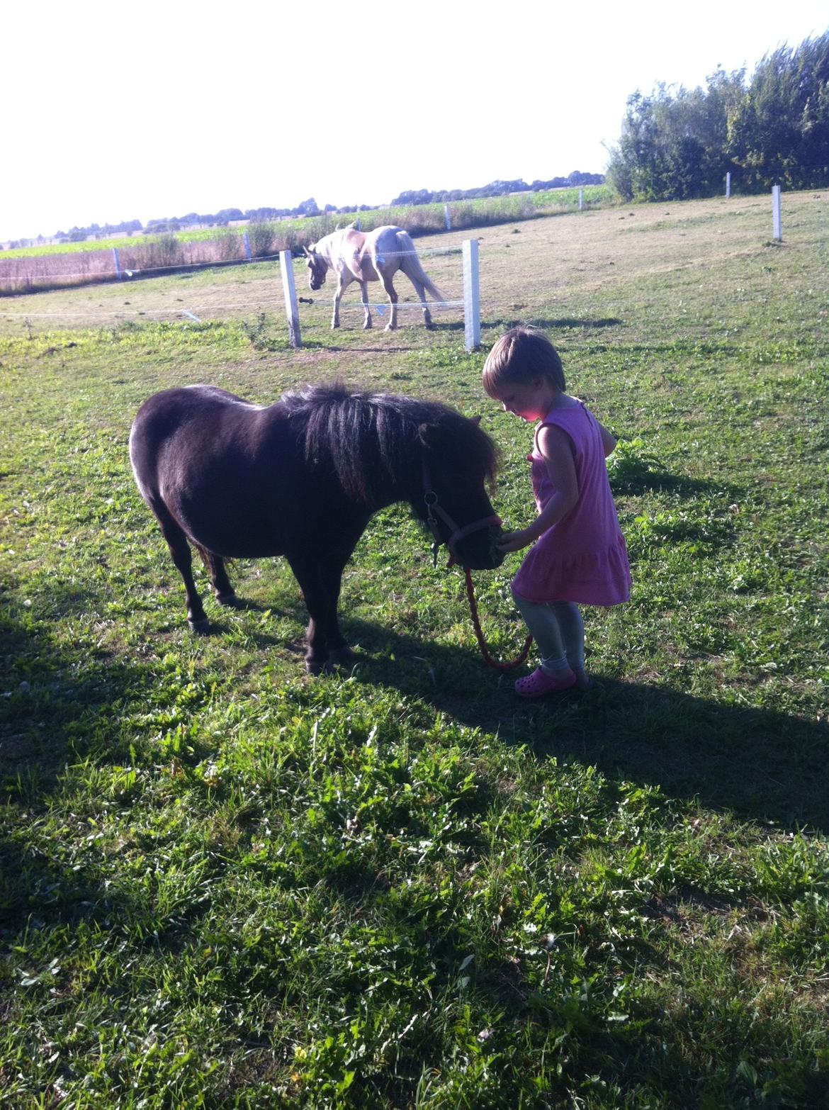 Shetlænder Mille  billede 15