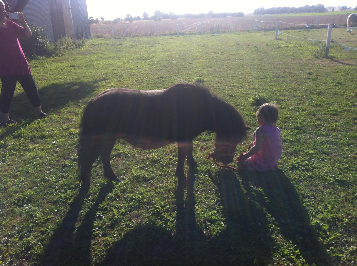 Shetlænder Mille  billede 16