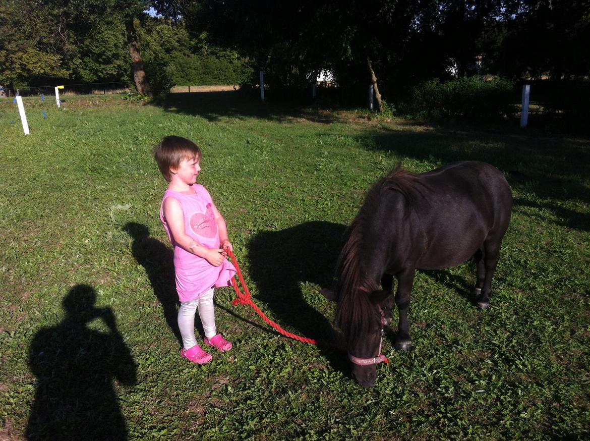 Shetlænder Mille  billede 17