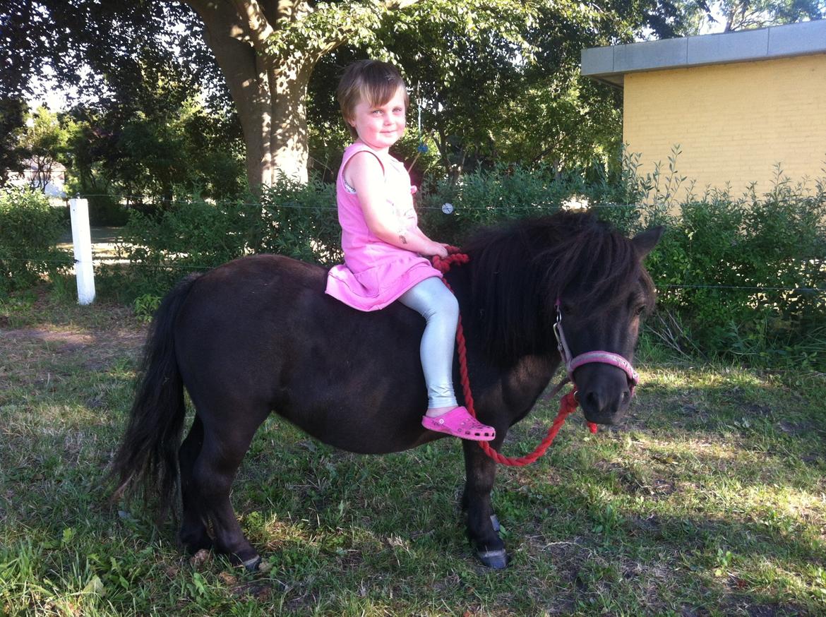 Shetlænder Mille  billede 19