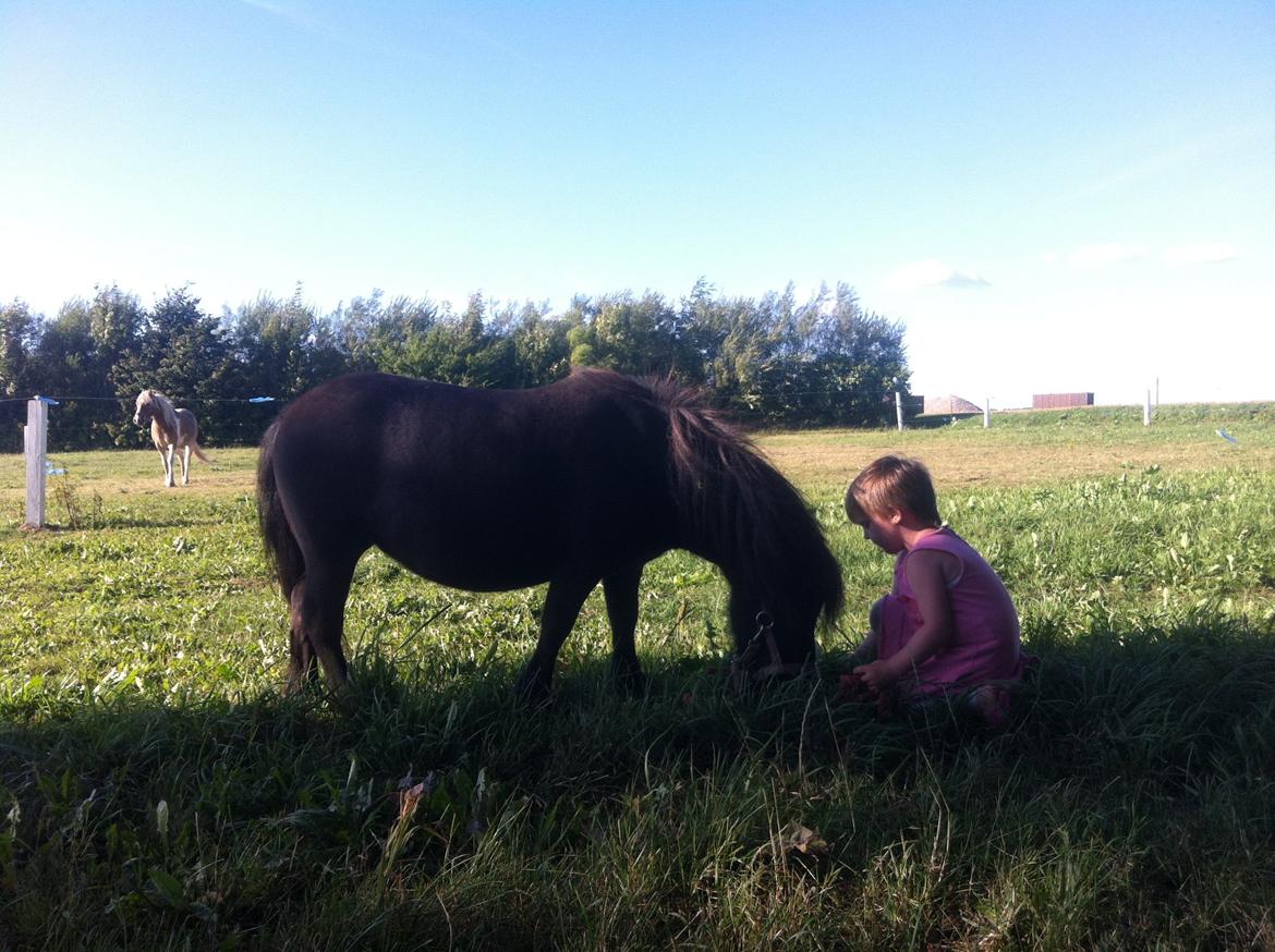 Shetlænder Mille  billede 20