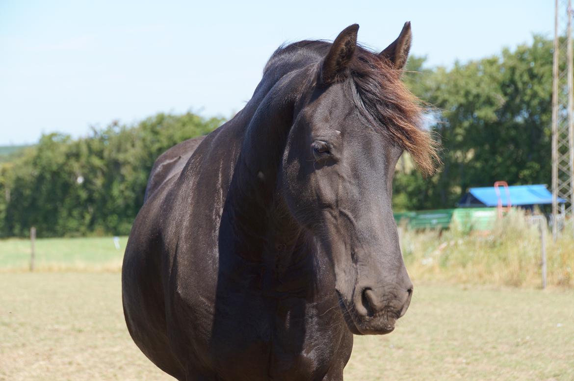 Frieser AKKE FAN DE SLACHTEDYK (Red og passede) - Dejlige Akke, august 2013. billede 21