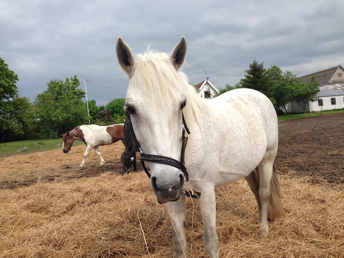 Connemara Britania billede 11