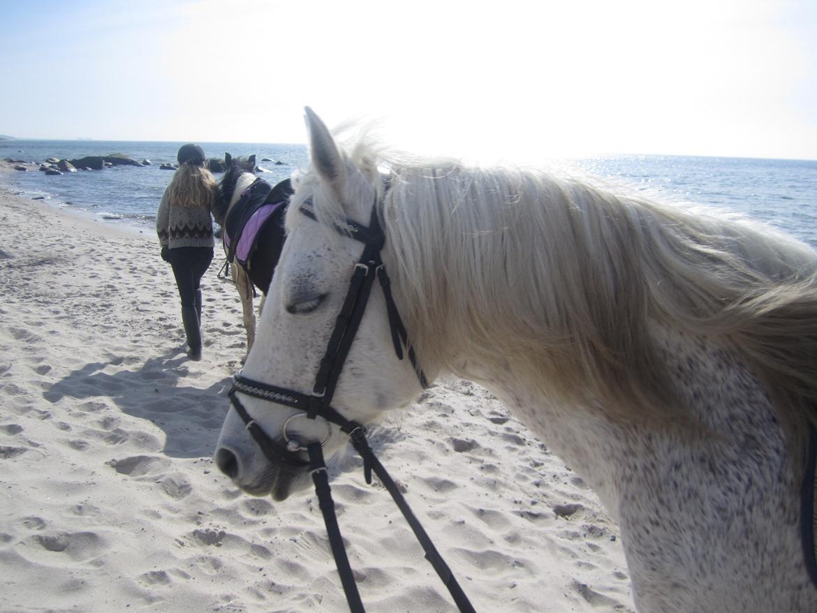 Connemara Britania billede 15