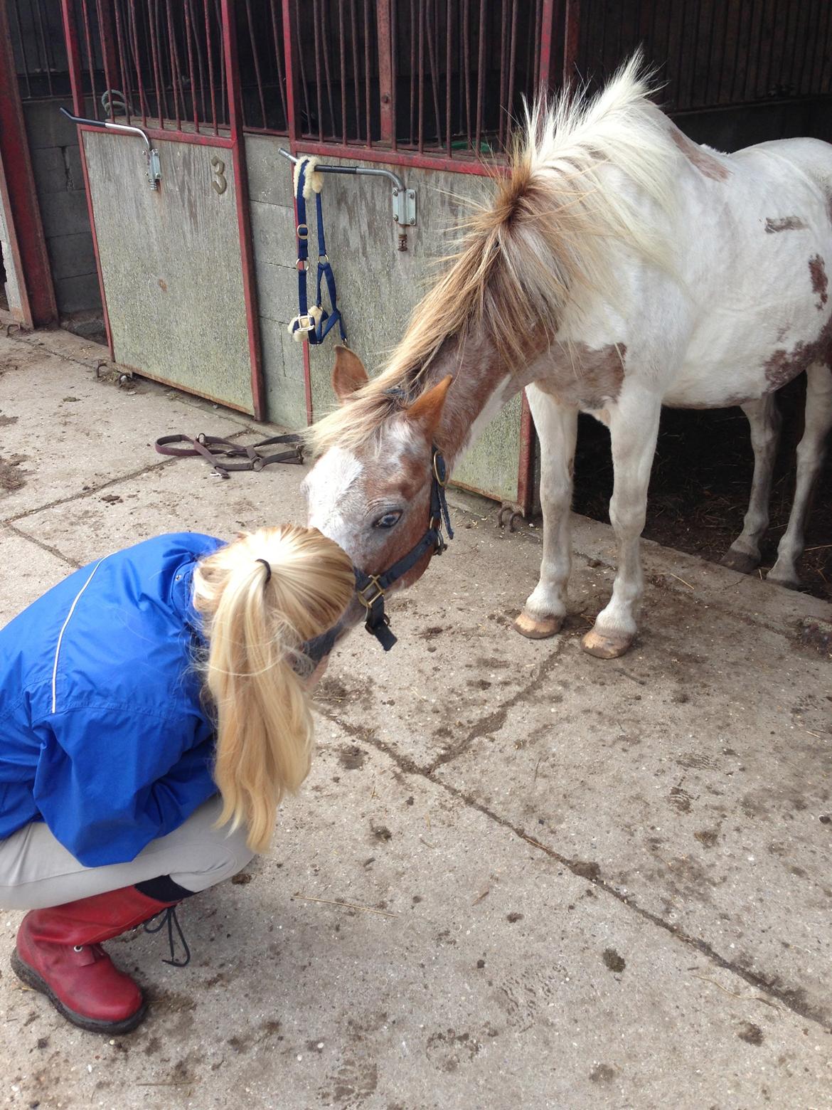 Anden særlig race Winnetou - Skatter! <3 *Sommer 2013 billede 7