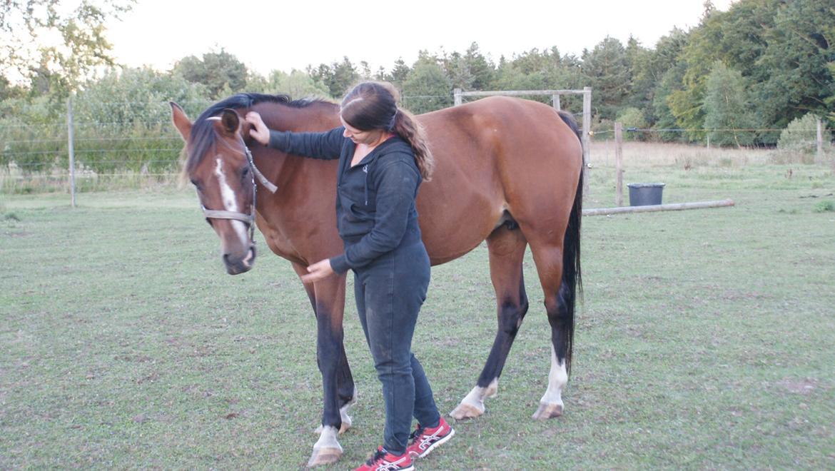 Arabisk fuldblod (OX) Amorella (rella) billede 19