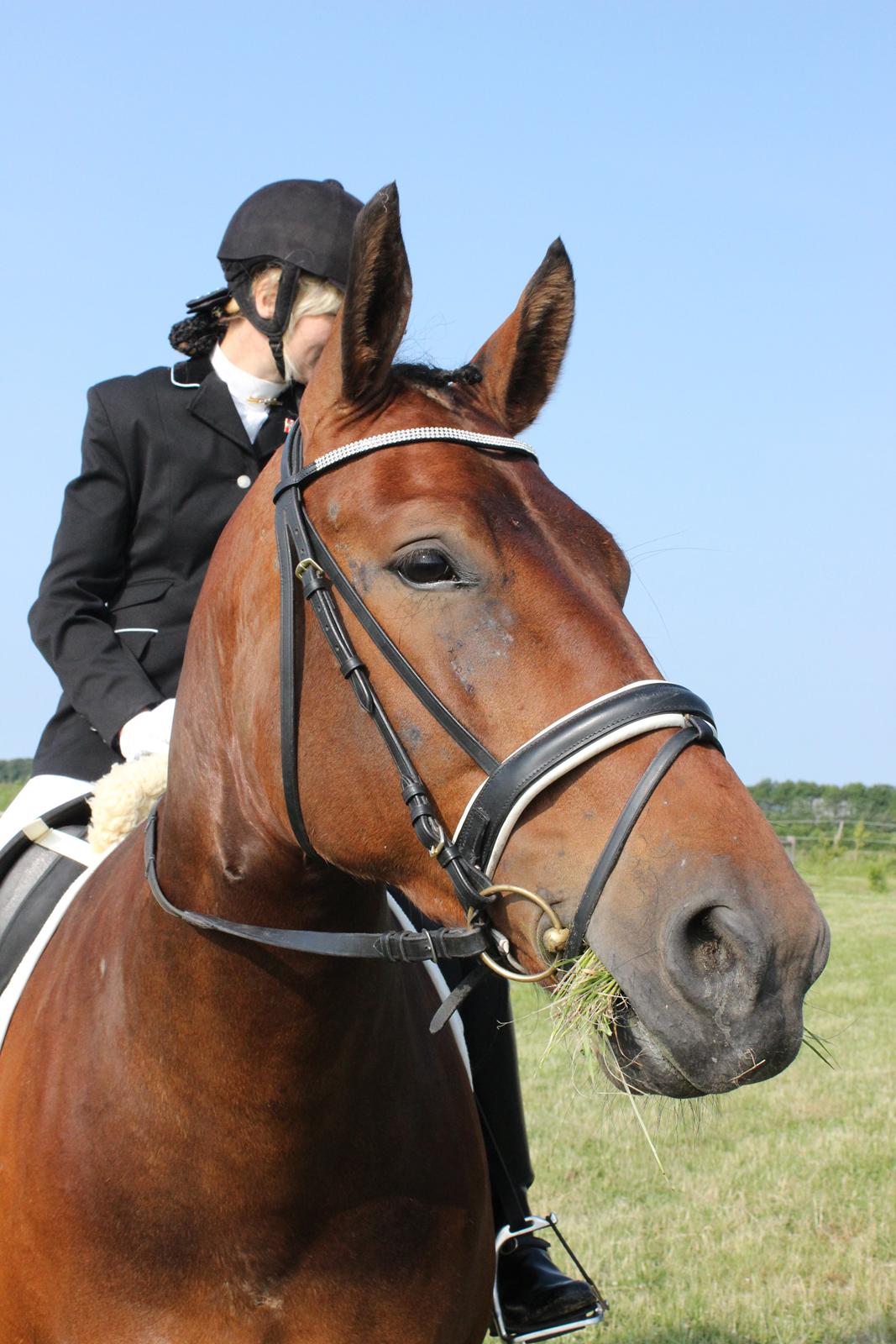 Oldenborg Bellinda Skovlyst billede 20