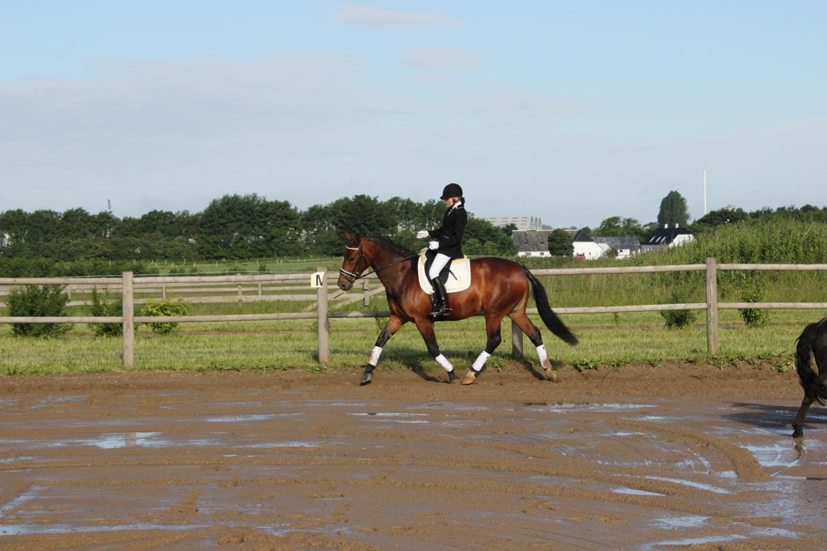 Oldenborg Bellinda Skovlyst billede 23