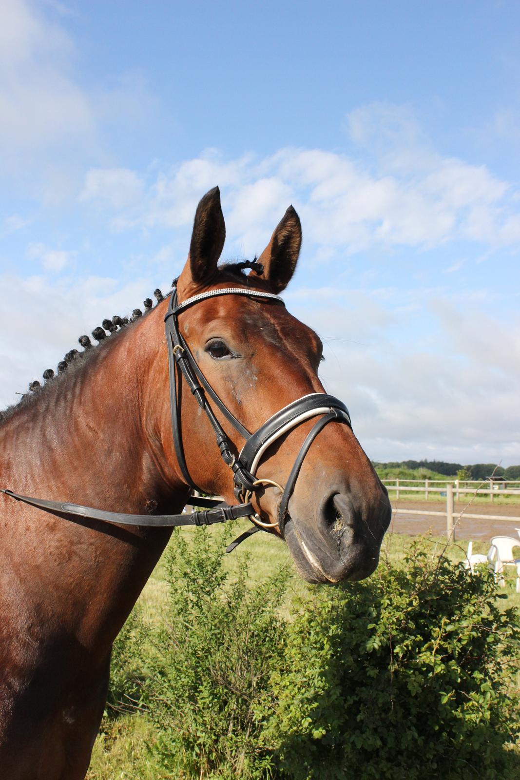 Oldenborg Bellinda Skovlyst billede 24