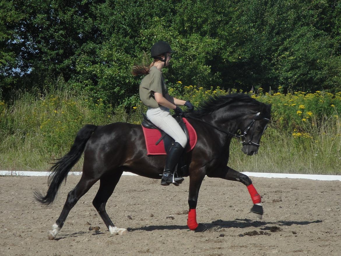 Welsh Cob (sec D) Solvanggårds Diadem SOLGT - Alm træning juli 2011 billede 7