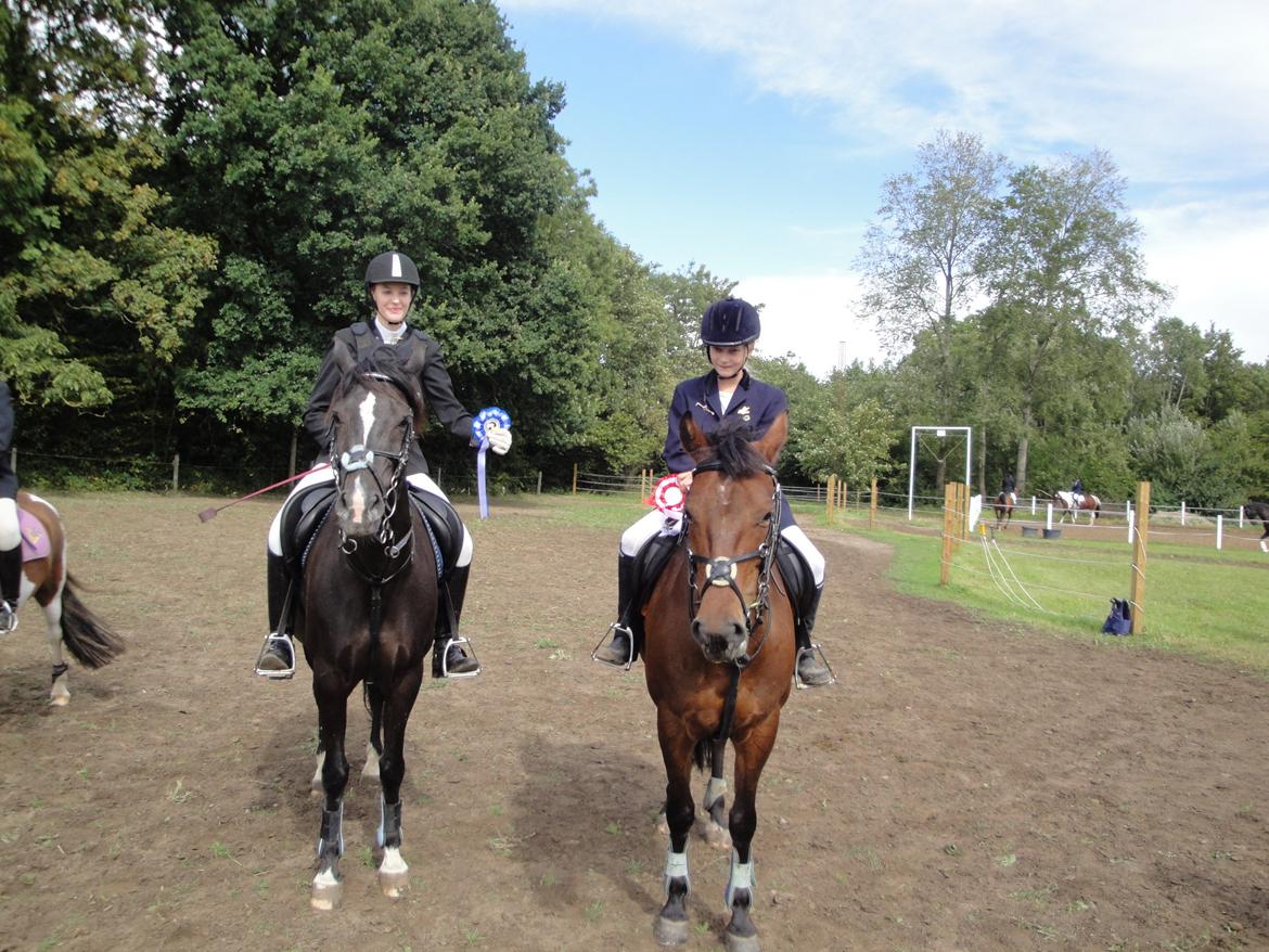 Welsh Cob (sec D) Solvanggårds Diadem SOLGT - 2. plads Lc spring billede 11