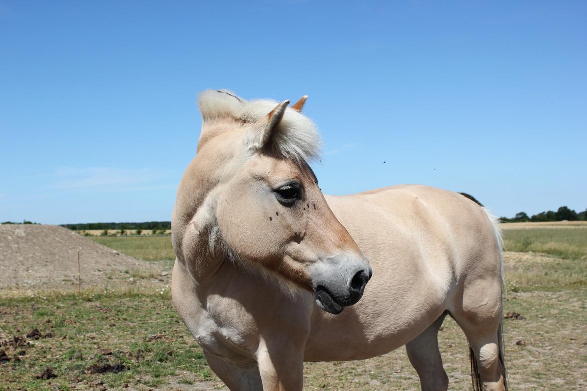 Fjordhest Freja |Den bedste <3| - I min verden, findes der ingen smukkere :') - Sommer 2013 billede 10