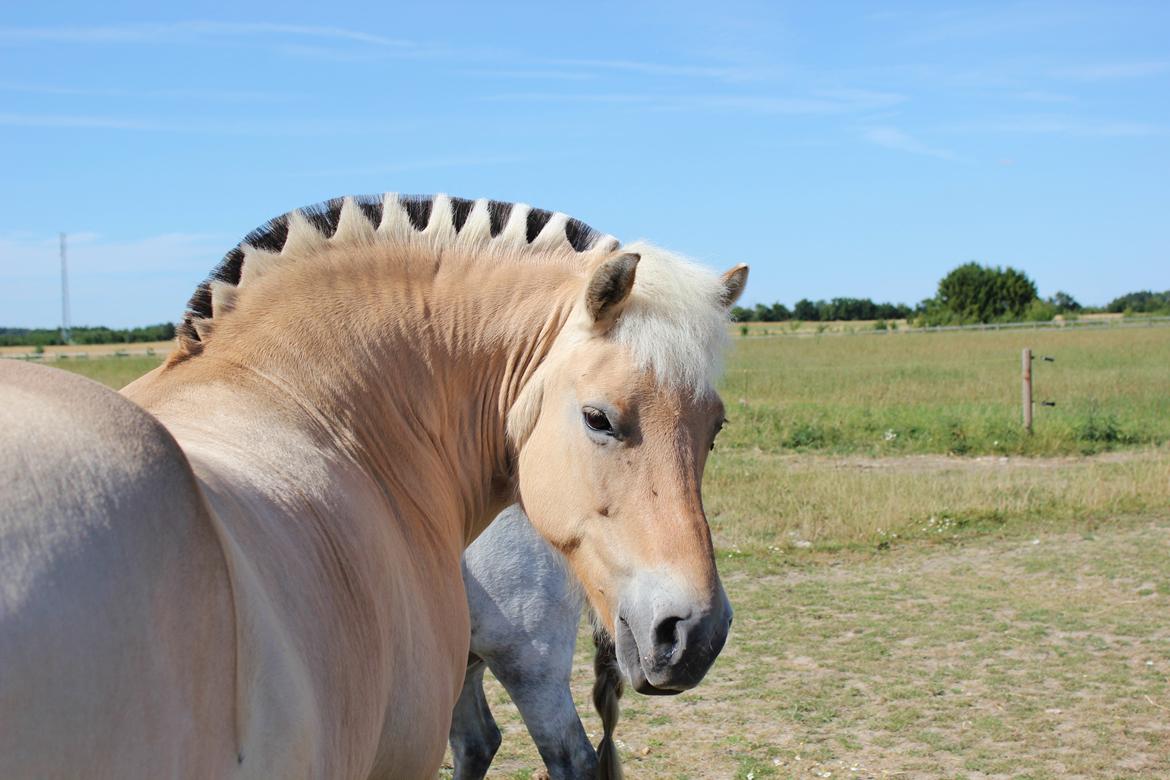 Fjordhest Freja |Den bedste <3| - Min dinosaur pony! Har selv klippet hendes man :-) - Sommer 2013  billede 3