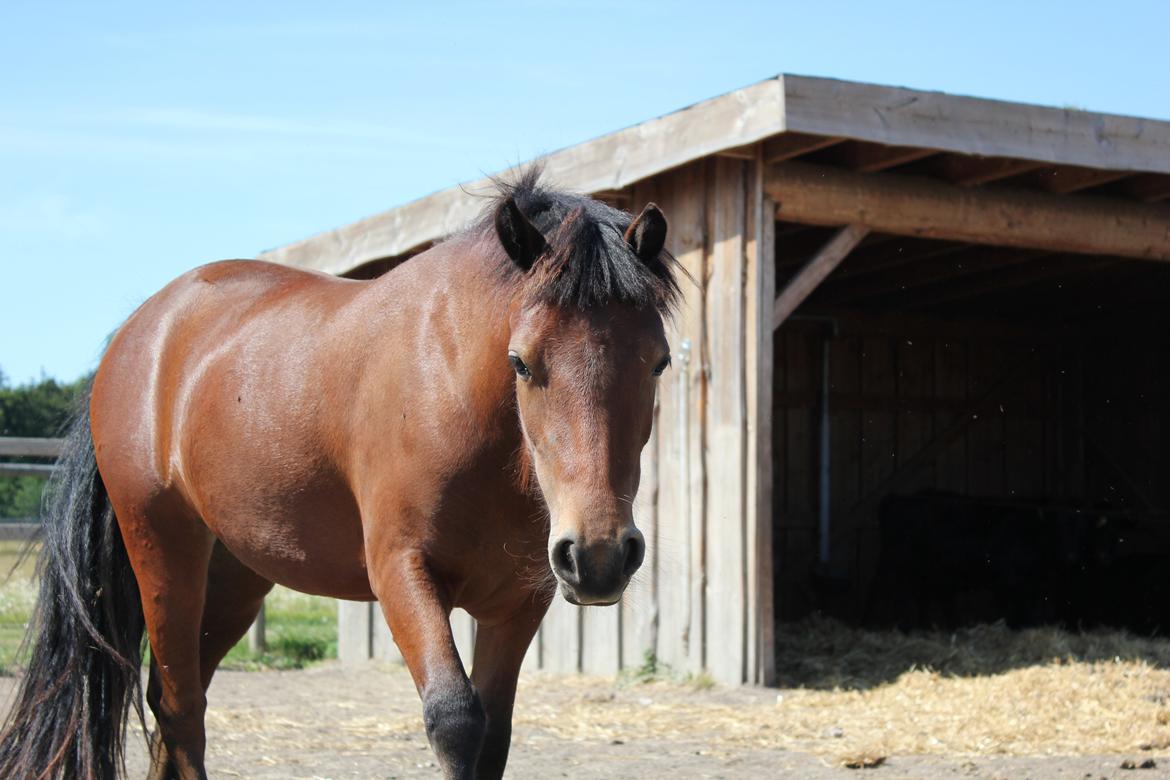 Welsh Mountain (sec A) Coco - Du bliver så smuk, din lille skid! - Sommer 2013 billede 3