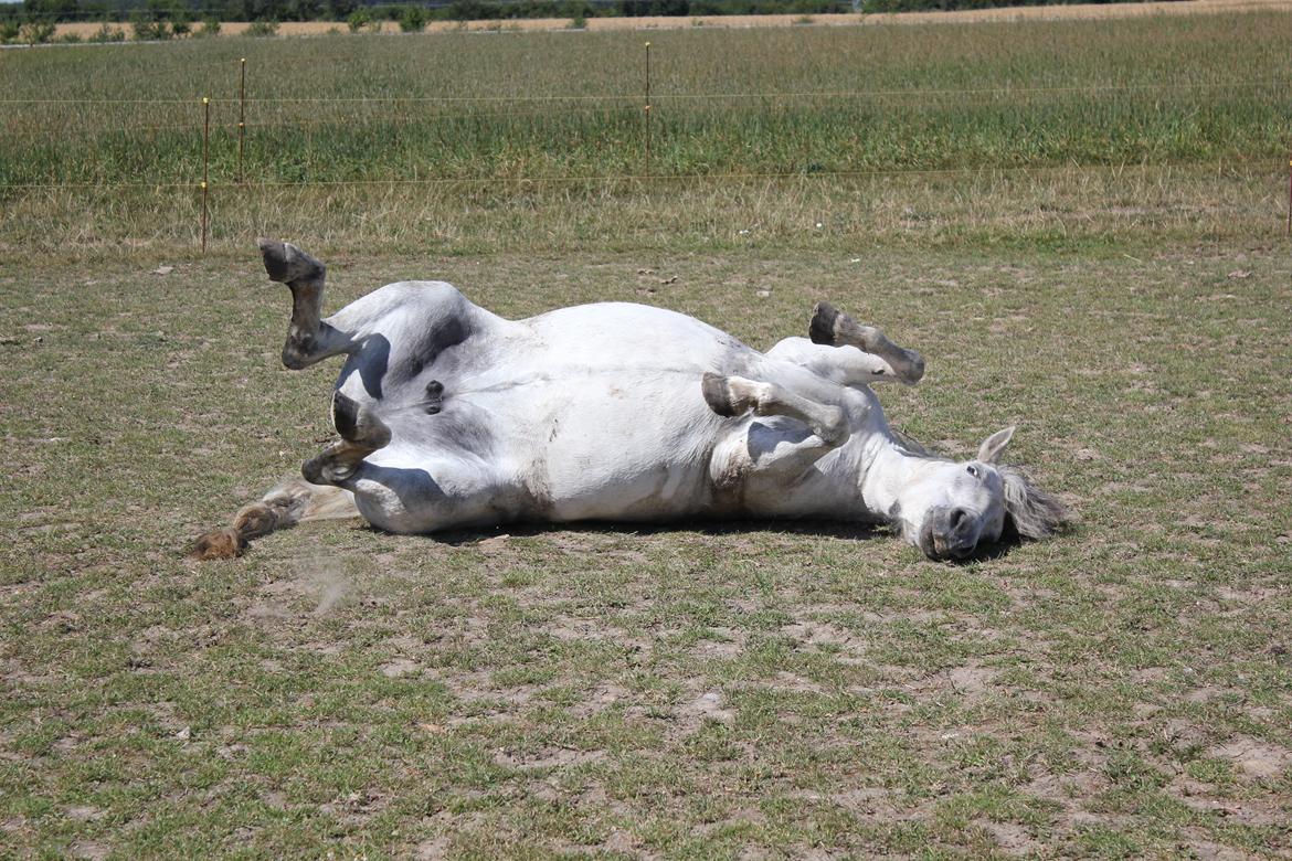 Welsh Mountain (sec A) Tequila - Vi får os lige en rulle tur, efter en god springtræning, og et baaad! - Sommer 2013 billede 4