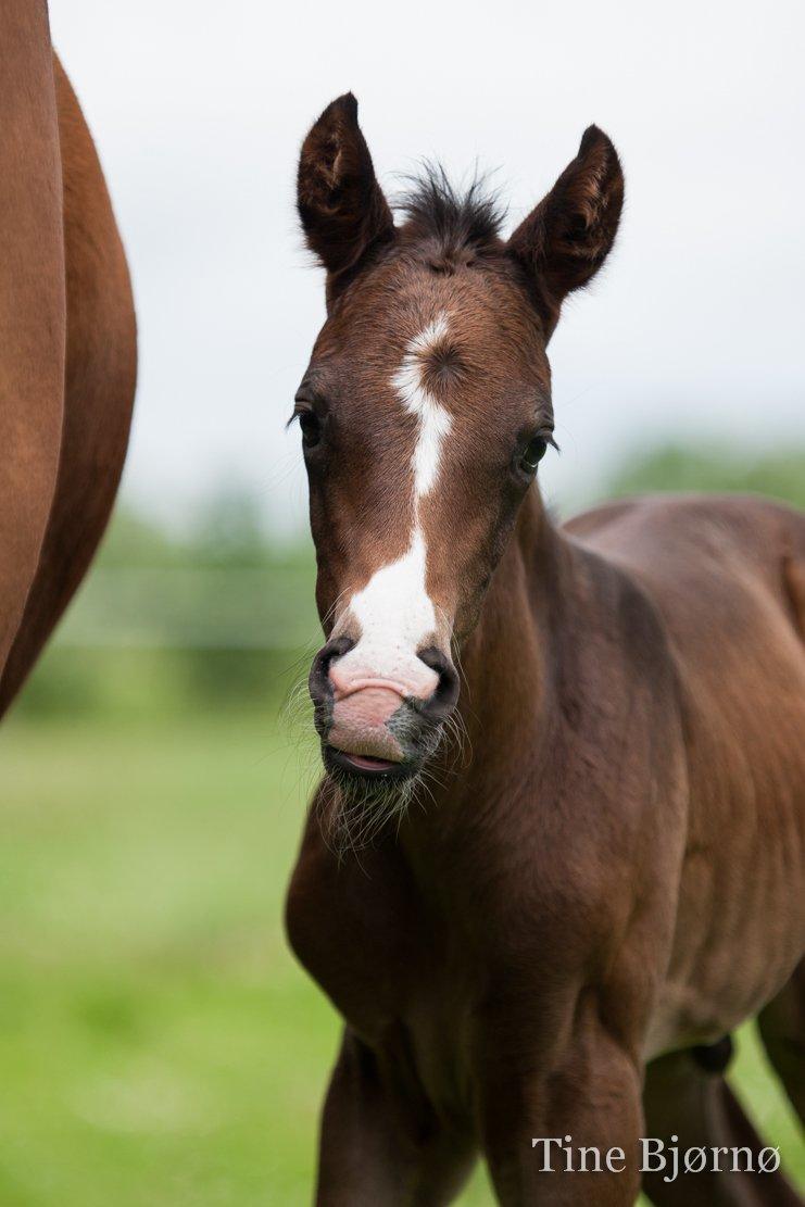 Dansk Varmblod De Mirago - 2 døgn gammel. billede 13