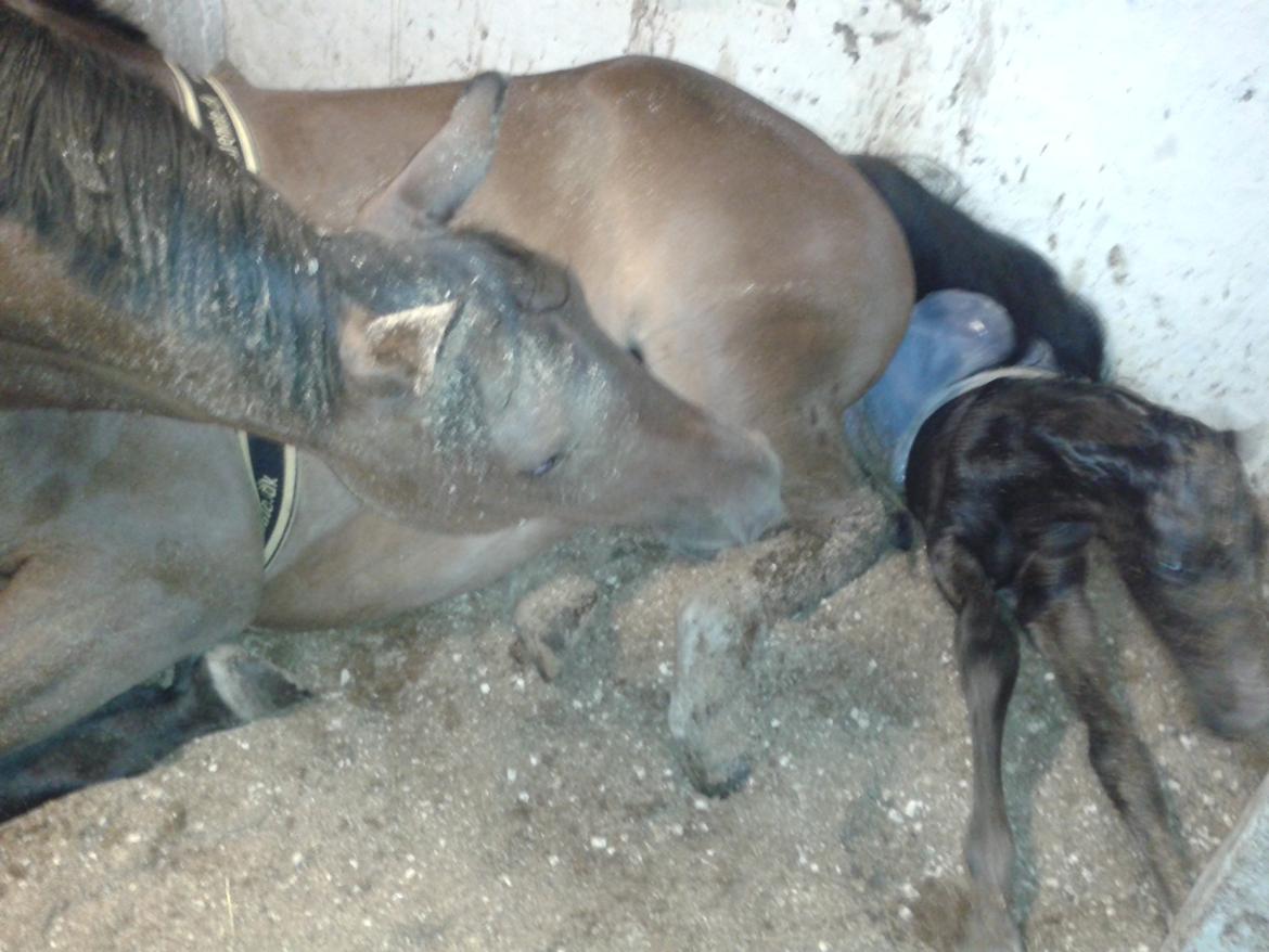 Dansk Varmblod De Mirago billede 3