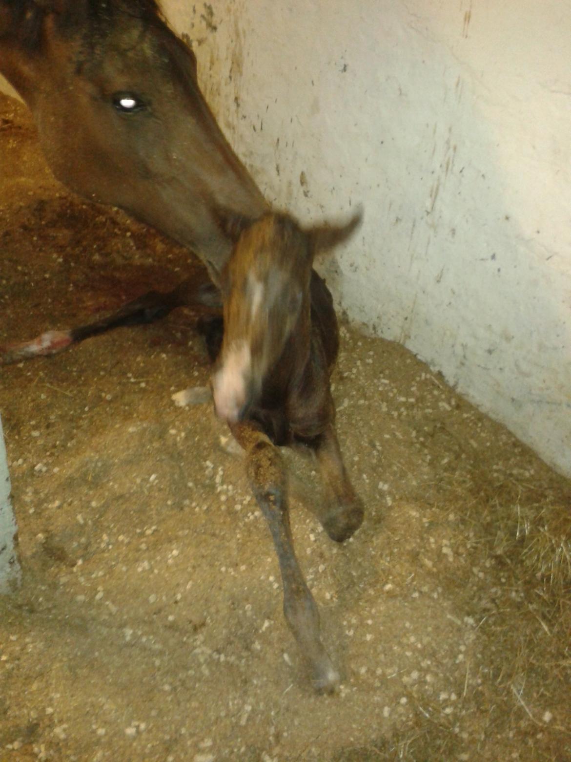 Dansk Varmblod De Mirago billede 6