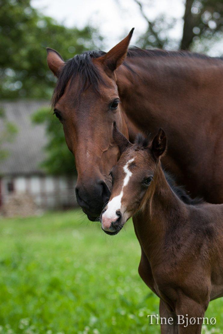 Dansk Varmblod De Mirago billede 8