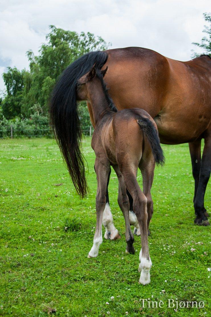 Dansk Varmblod De Mirago - 2 døgn gammel. billede 19