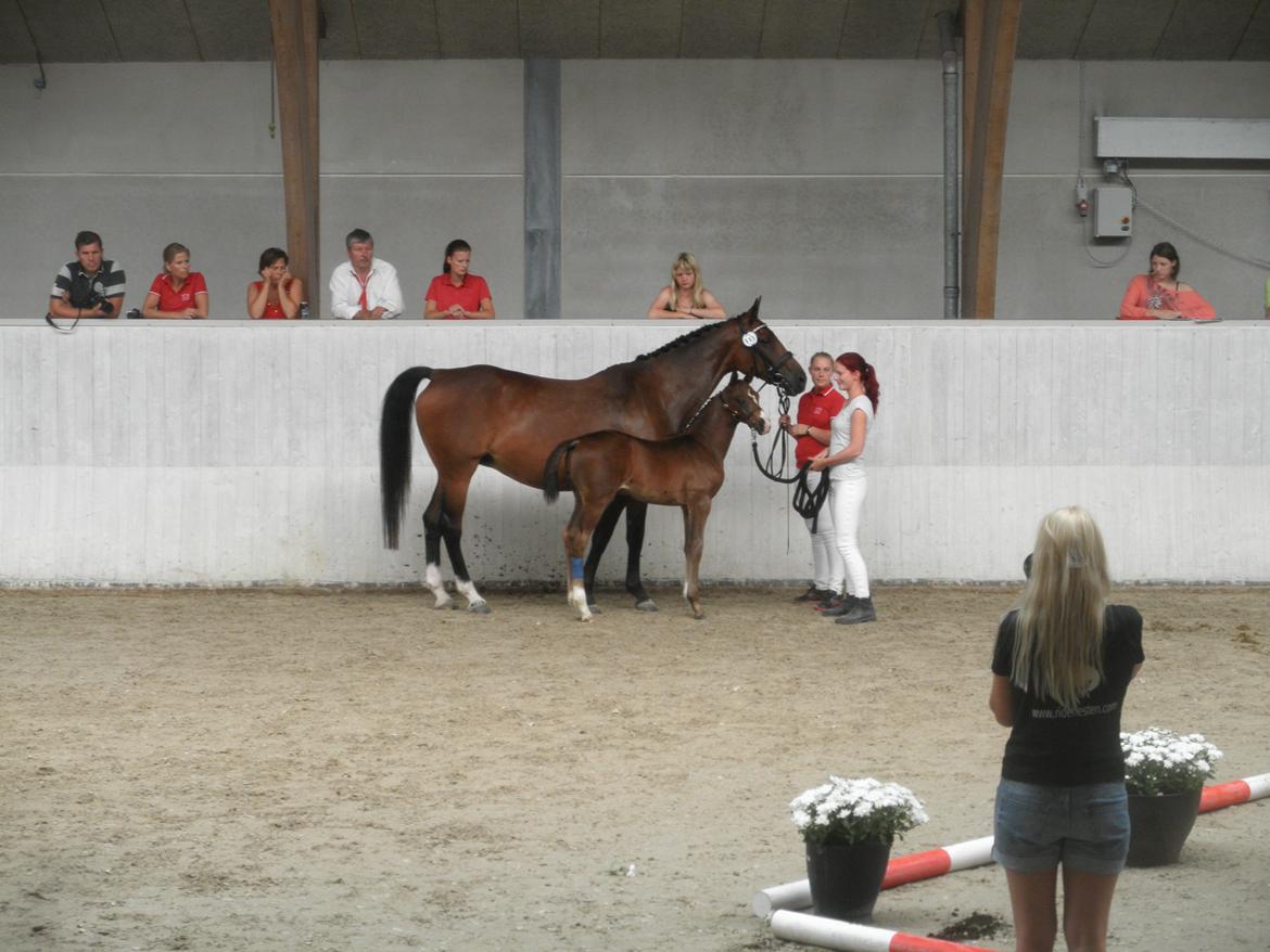 Dansk Varmblod De Mirago - Fra kåring d. 4. august. billede 9