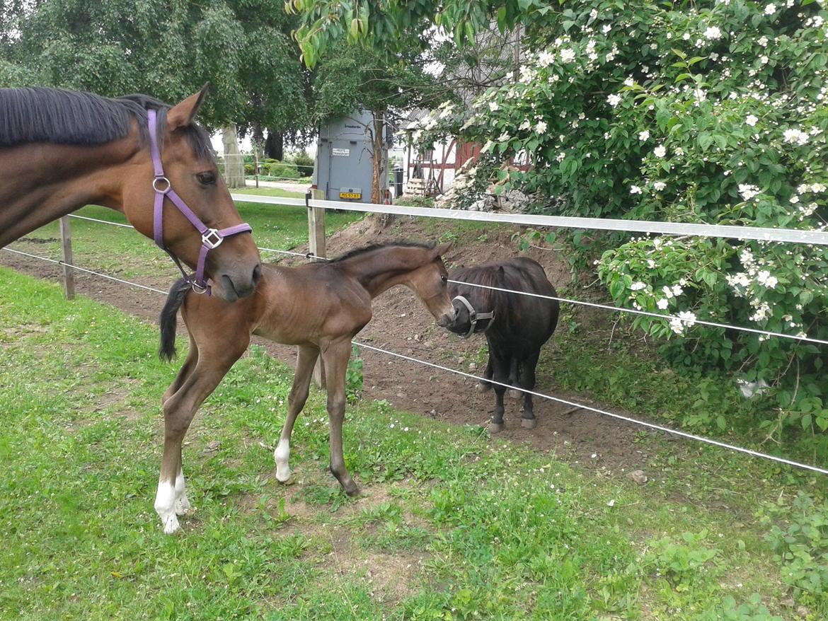 Dansk Varmblod De Mirago billede 11