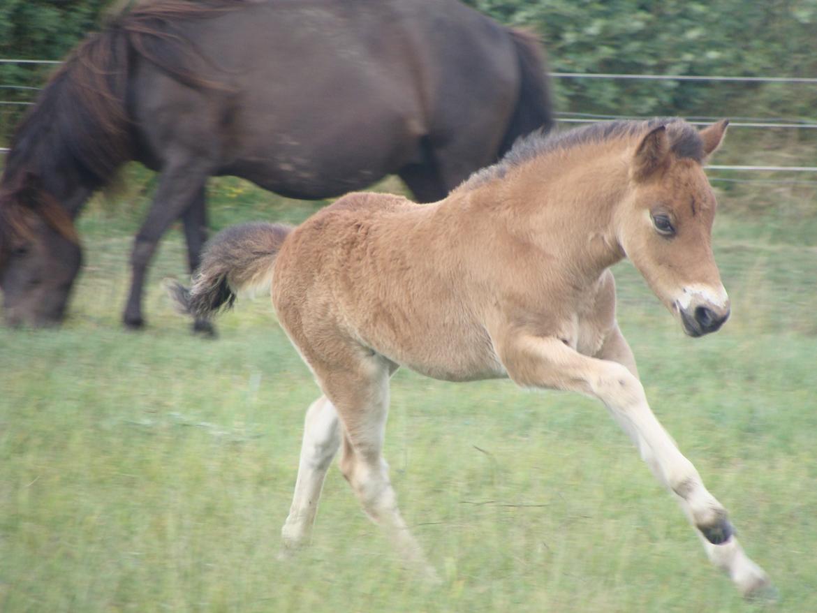 Islænder Djass fra Østervang - Djass i fuld fart 5uger gammel billede 16