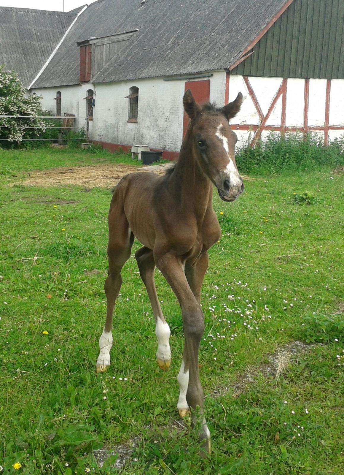 Dansk Varmblod De Mirago - 2 døgn gammel. billede 5
