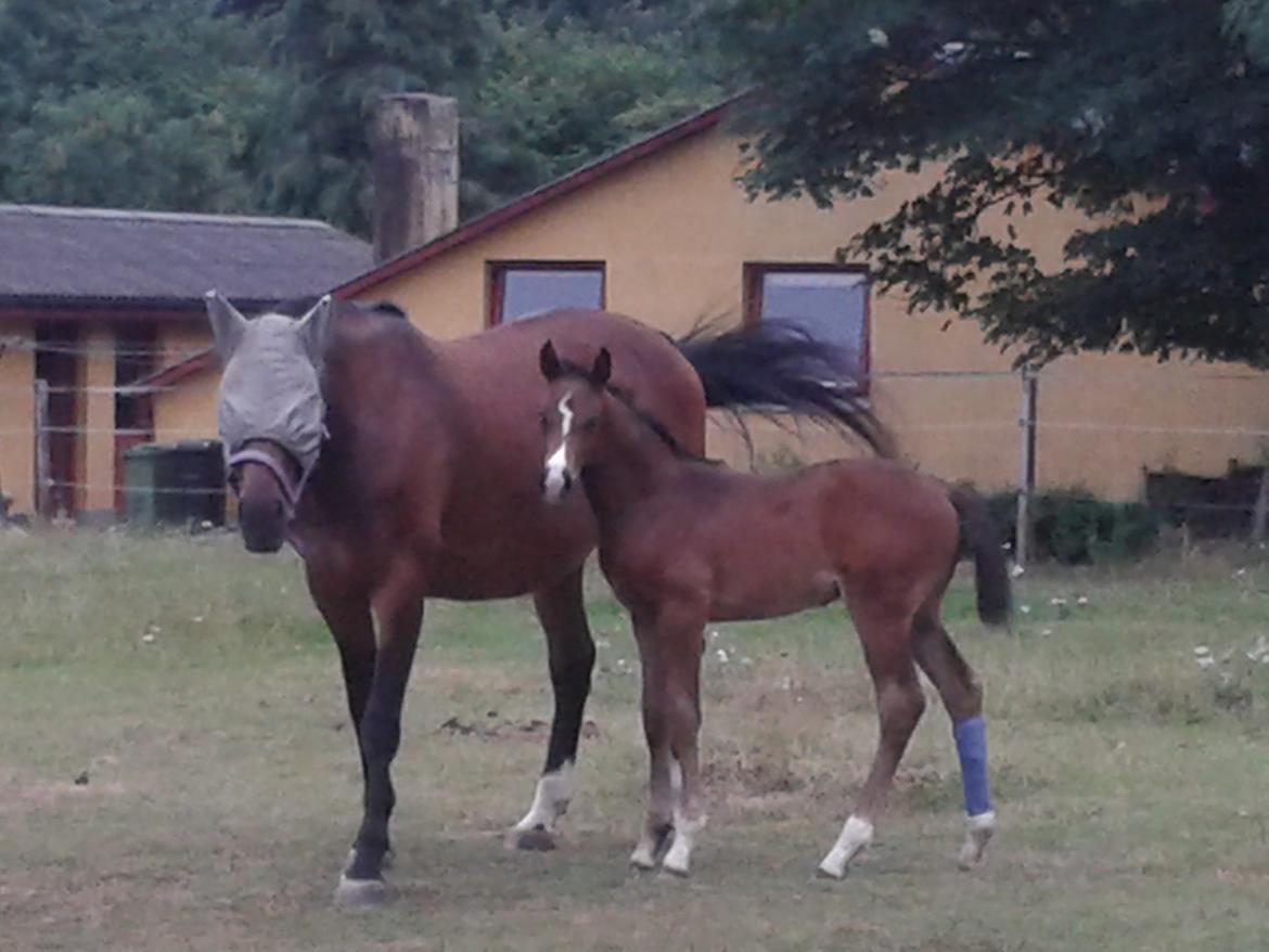 Dansk Varmblod De Mirago - Ude efter 3 døgn på boks grundet hegnsskade. billede 14