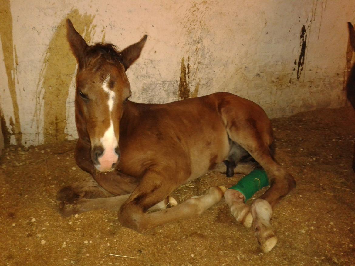 Dansk Varmblod De Mirago - Lige blevet lappet af dyrlægen. og ret dopet. billede 15