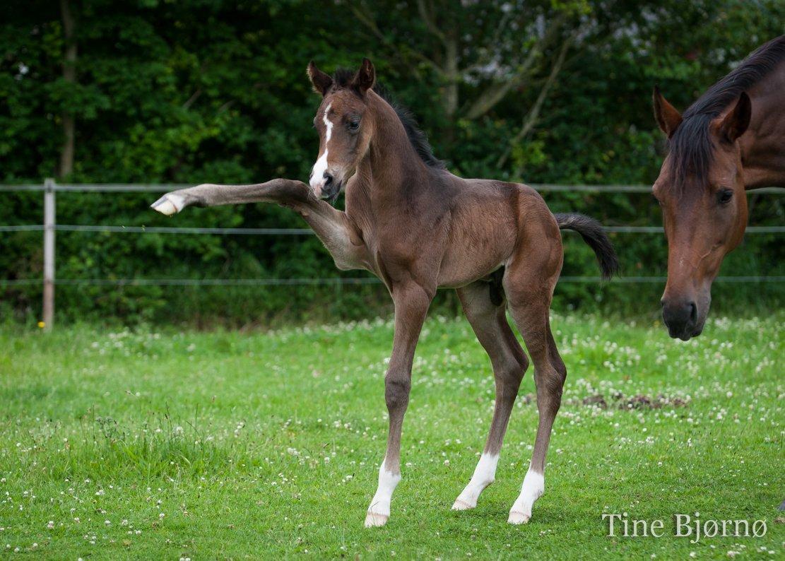 Dansk Varmblod De Mirago billede 2