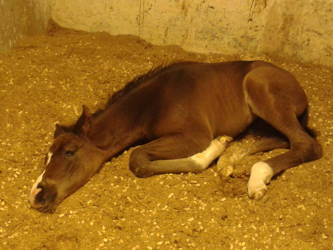 Dansk Varmblod De Mirago billede 18