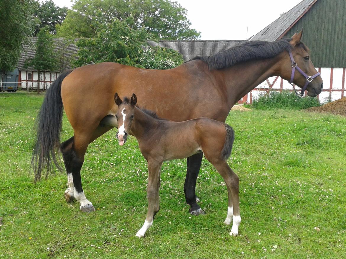 Dansk Varmblod De Mirago - 8 timer gammel. billede 17