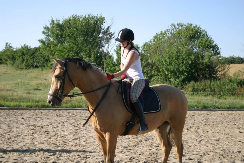 Anden særlig race Golden Zafra - Zafra under rytter juli 2013 billede 7