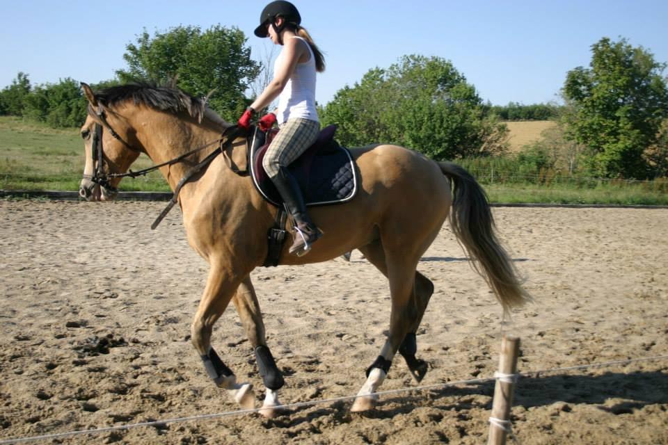 Anden særlig race Golden Zafra billede 12