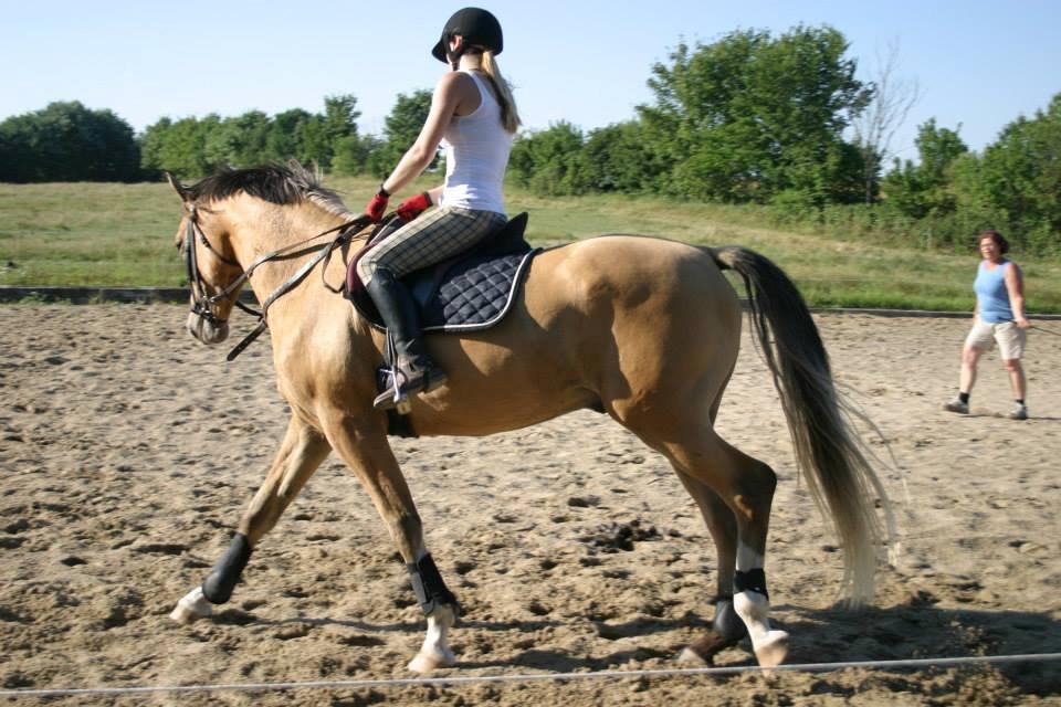 Anden særlig race Golden Zafra billede 13