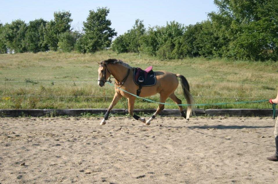 Anden særlig race Golden Zafra billede 5