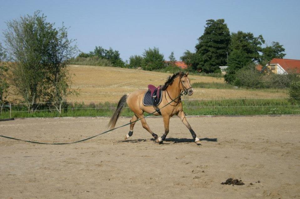 Anden særlig race Golden Zafra billede 6