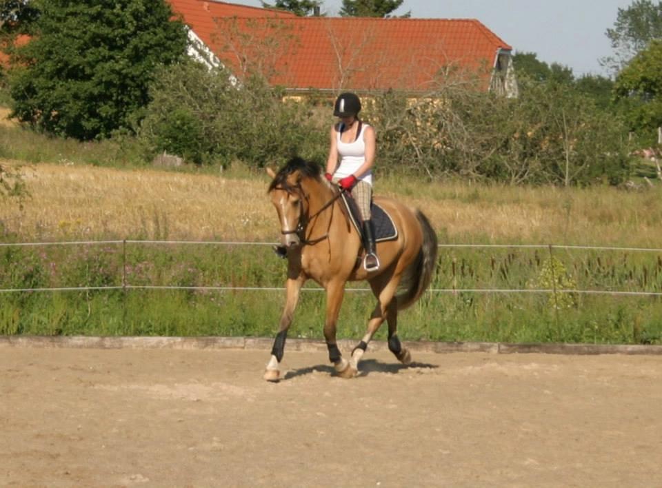 Anden særlig race Golden Zafra - Det går super godt billede 8